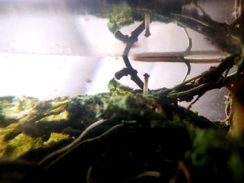 Close-up of plants against blurred background