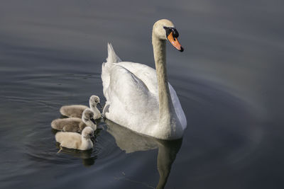 Mute swan mother with her babies, three little cute cygnets