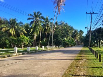 Street by palm trees growing on field against sky