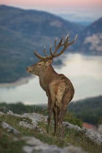 Deer standing on field against sky