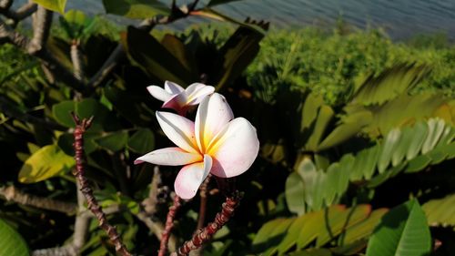 Close-up of white flowering plant