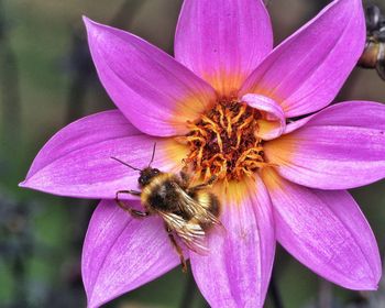 Close-up of insect on pink flower