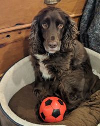 Close-up portrait of dog