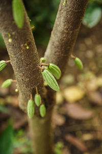 Close-up of leaf on tree trunk