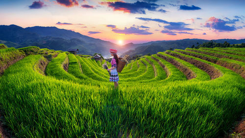 Rear view of man standing on agricultural field against sky during sunset