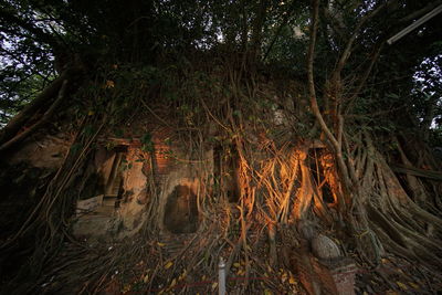 Trees growing in forest