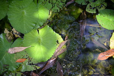 High angle view of leaves floating on the ground