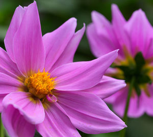 Close-up of pink cosmos flower