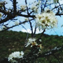 Close-up of white flowers blooming on tree