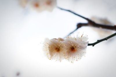 Close-up of white flowers