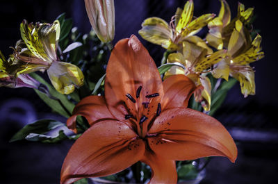 Close-up of orange flowering plant