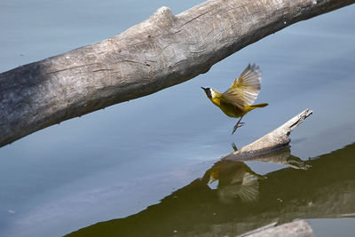Bird flying over lake