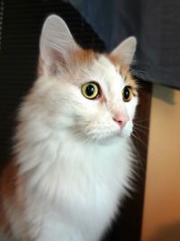 Close-up portrait of cat
