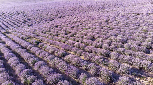 Endless field of blooming lavender before harvesting
