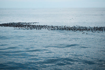 Birds flying over sea against sky