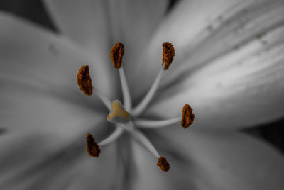 Close-up of flowering plant