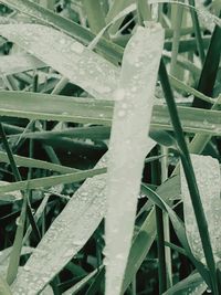 Close-up of wet plants