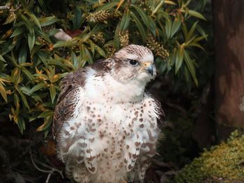 Close-up of owl perching on plant