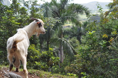 Horse on palm trees