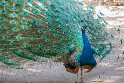 Close-up of peacock