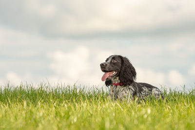 Dog looking away on field