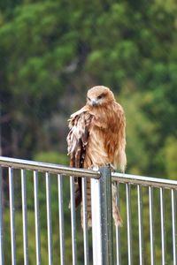 Bird perching on a railing