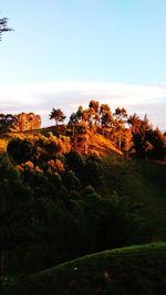 Trees on landscape against sky