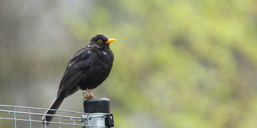 Eurasian black bird