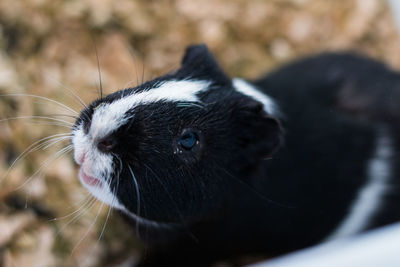 Close-up of an animal