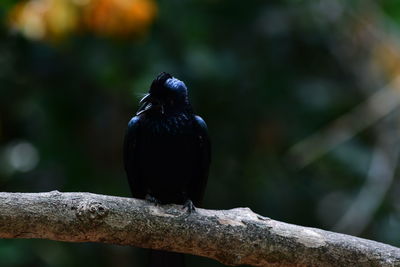 Close-up of bird perching on branch