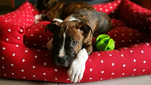 Close-up of dog relaxing at home