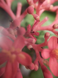 Full frame shot of red flowers