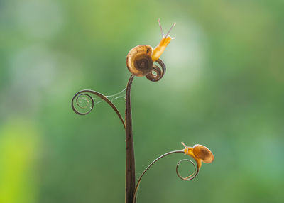 Close-up of flower