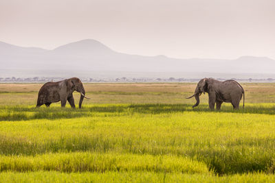 Elephant in a field