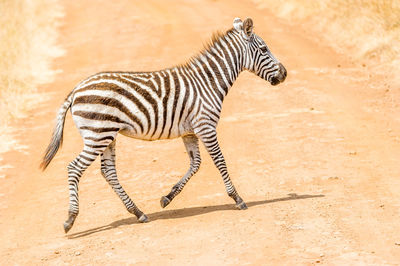 Zebra zebras