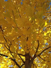 Low angle view of yellow flower tree
