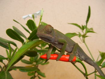 Close-up of lizard on wall