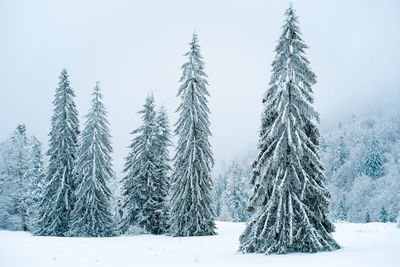 Fir trees covered with snow on field in winter