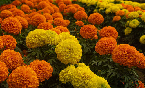 Close-up of marigold flowers