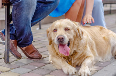 Woman wants to pet dog. fluffy blond labrador dog lies on cobblestones. walk with pet in park.