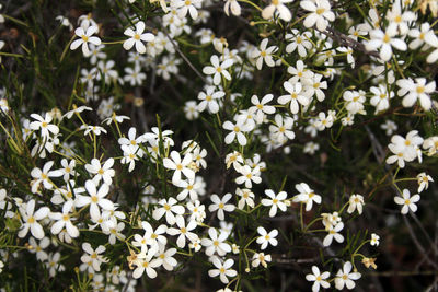 Close-up of white flowering plants in park