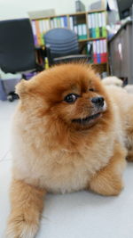 Close-up of dog looking away at home