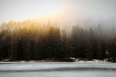 Trees on snow covered land against sky