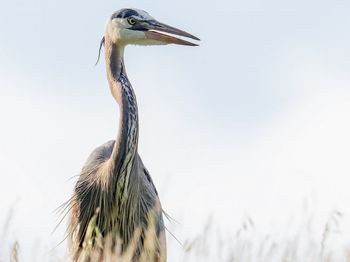 Close-up of gray heron