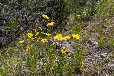 Yellow flowering plants on field