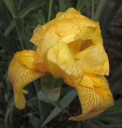 Close-up of yellow day lily blooming outdoors