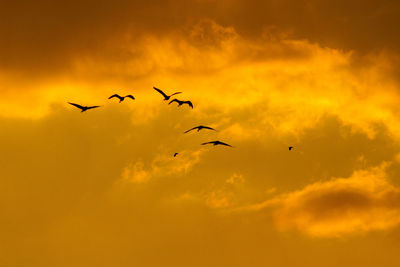 Low angle view of silhouette birds flying against sky during sunset
