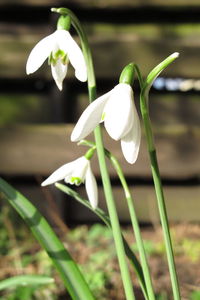 Close-up of white flower blooming outdoors