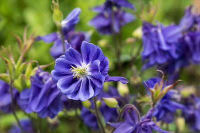 Close-up of purple flowering plants