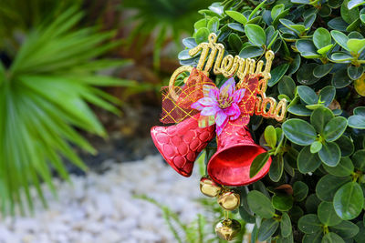 Close-up of red flower on plant